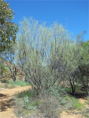 APII jpeg image of Acacia ramulosa  © contact APII