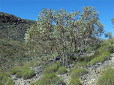 APII jpeg image of Eucalyptus socialis  © contact APII