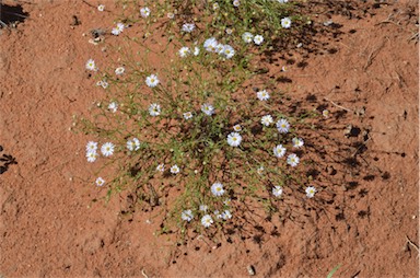 APII jpeg image of Brachyscome ciliaris var. lanuginosa  © contact APII