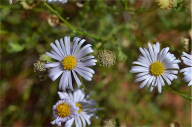 APII jpeg image of Brachyscome ciliaris var. lanuginosa  © contact APII