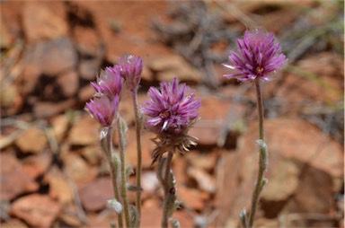 APII jpeg image of Ptilotus helipteroides  © contact APII