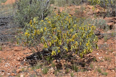 APII jpeg image of Senna artemisioides subsp. helmsii  © contact APII