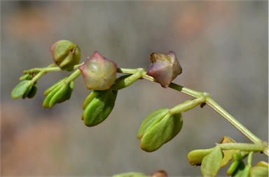 APII jpeg image of Zygophyllum eichleri  © contact APII