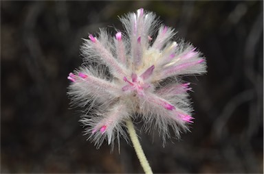 APII jpeg image of Ptilotus sessilifolius  © contact APII