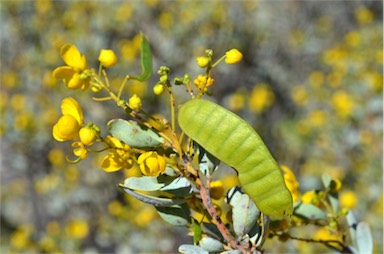 APII jpeg image of Senna artemisioides subsp. alicia  © contact APII