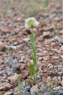 APII jpeg image of Ptilotus clementii  © contact APII