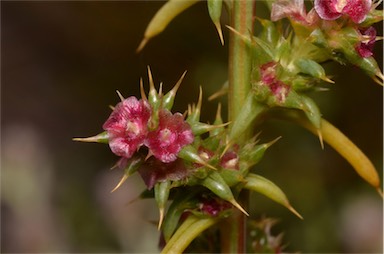 APII jpeg image of Salsola australis  © contact APII