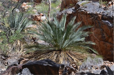 APII jpeg image of Macrozamia macdonnellii  © contact APII