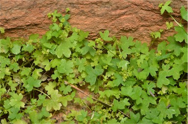 APII jpeg image of Hydrocotyle trachycarpa  © contact APII