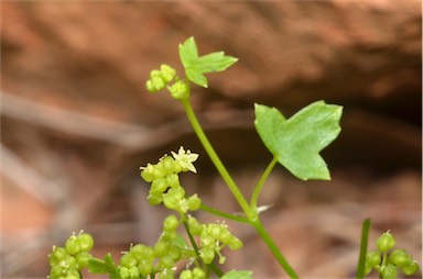 APII jpeg image of Hydrocotyle trachycarpa  © contact APII