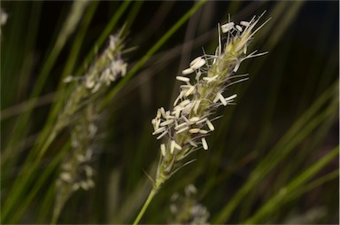 APII jpeg image of Neurachne tenuifolia  © contact APII