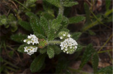 APII jpeg image of Heliotropium asperrimum  © contact APII