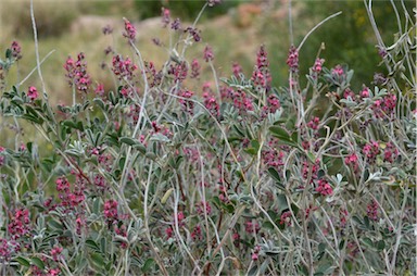 APII jpeg image of Indigofera basedowii  © contact APII