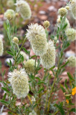 APII jpeg image of Ptilotus clementii  © contact APII