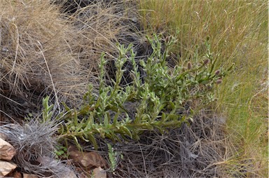 APII jpeg image of Pterocaulon serrulatum var. velutinum  © contact APII