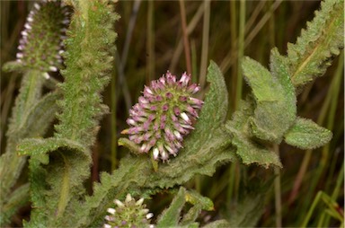 APII jpeg image of Pterocaulon serrulatum var. velutinum  © contact APII