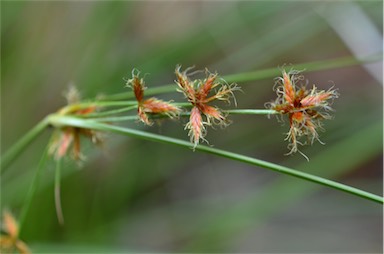 APII jpeg image of Cyperus centralis  © contact APII