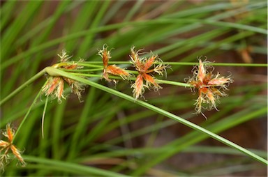 APII jpeg image of Cyperus centralis  © contact APII