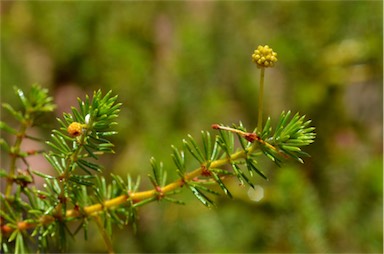 APII jpeg image of Acacia spondylophylla  © contact APII