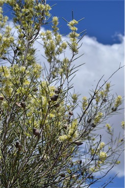 APII jpeg image of Hakea leucoptera  © contact APII