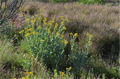 APII jpeg image of Senecio magnificus  © contact APII