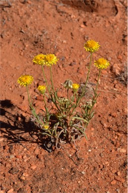 APII jpeg image of Leucochrysum stipitatum  © contact APII