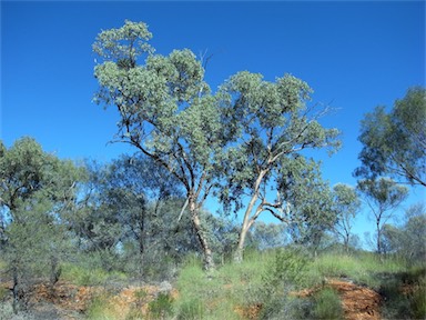 APII jpeg image of Eucalyptus intertexta  © contact APII