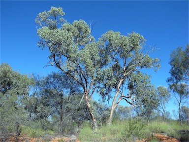 APII jpeg image of Eucalyptus intertexta  © contact APII