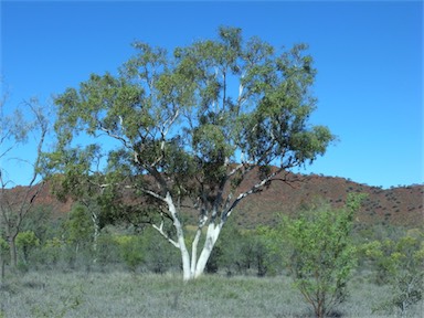 APII jpeg image of Corymbia aparrerinja  © contact APII