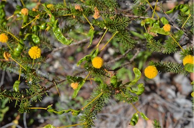 APII jpeg image of Acacia spondylophylla  © contact APII