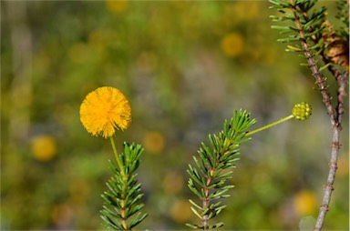 APII jpeg image of Acacia spondylophylla  © contact APII