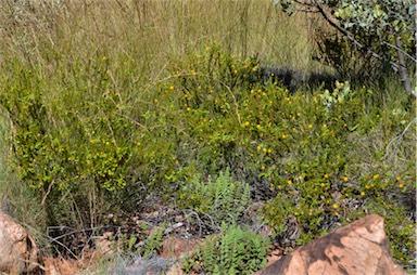 APII jpeg image of Acacia spondylophylla  © contact APII