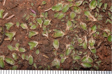 APII jpeg image of Riccia cartilaginosa  © contact APII
