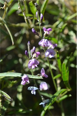 APII jpeg image of Glycine canescens  © contact APII