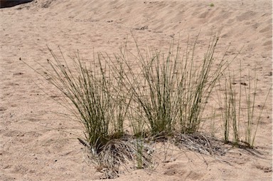 APII jpeg image of Cyperus gymnocaulos  © contact APII