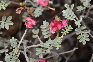 APII jpeg image of Indigofera leucotricha  © contact APII