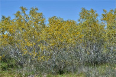 APII jpeg image of Acacia murrayana  © contact APII