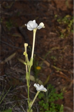 APII jpeg image of Nicotiana megalosiphon  © contact APII