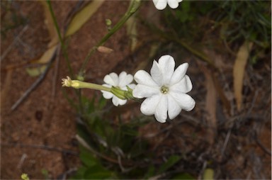 APII jpeg image of Nicotiana megalosiphon  © contact APII