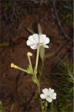 APII jpeg image of Nicotiana megalosiphon  © contact APII