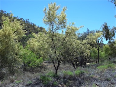APII jpeg image of Acacia victoriae subsp. victoriae  © contact APII