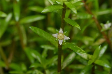 APII jpeg image of Crassula helmsii  © contact APII