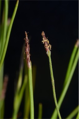 APII jpeg image of Eleocharis atricha  © contact APII