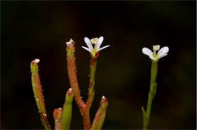 APII jpeg image of Stylidium despectum  © contact APII