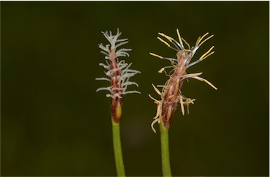 APII jpeg image of Eleocharis atricha  © contact APII