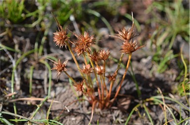 APII jpeg image of Juncus capitatus  © contact APII