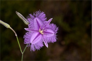 APII jpeg image of Thysanotus tuberosus subsp. tuberosus  © contact APII