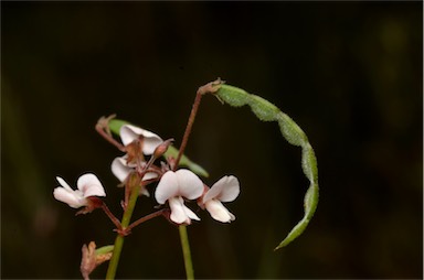 APII jpeg image of Desmodium varians  © contact APII