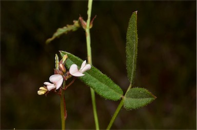 APII jpeg image of Desmodium varians  © contact APII