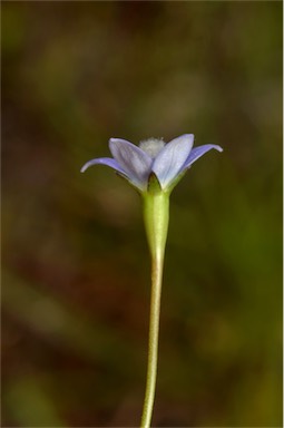 APII jpeg image of Wahlenbergia multicaulis  © contact APII